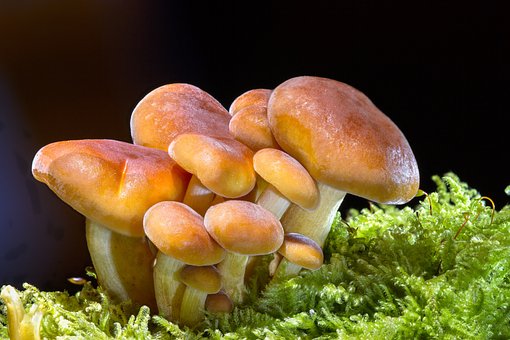 Nutrient-rich mushroom gummies