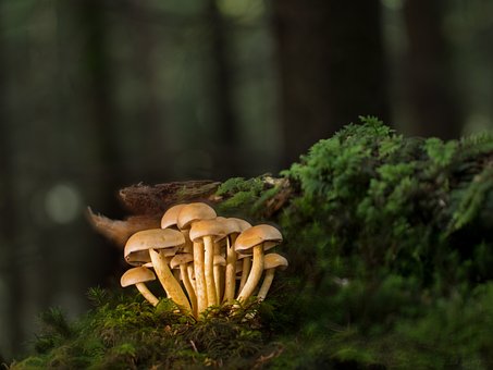 The Incredible Benefits of Mushroom Supplements for Your Health