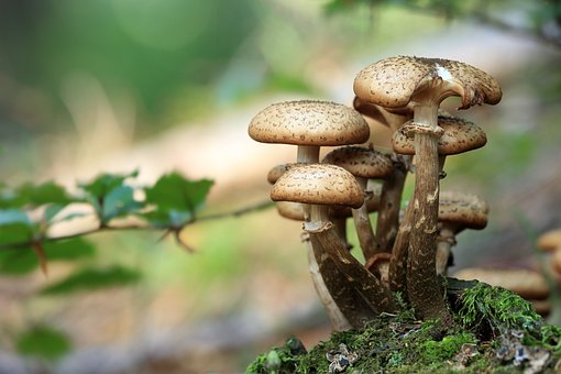 live ultimate mushrooms supplement